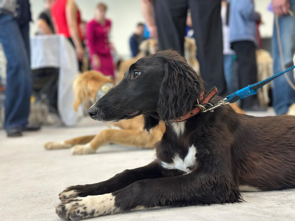 «Astana Winner – 2025»: «Қазақы Тазы» монокөрмесі қалай өтті?