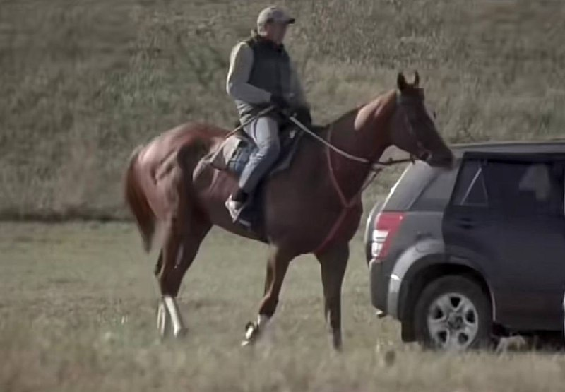 Самый быстрый конь в мире Кабирхан: что говорят эксперты