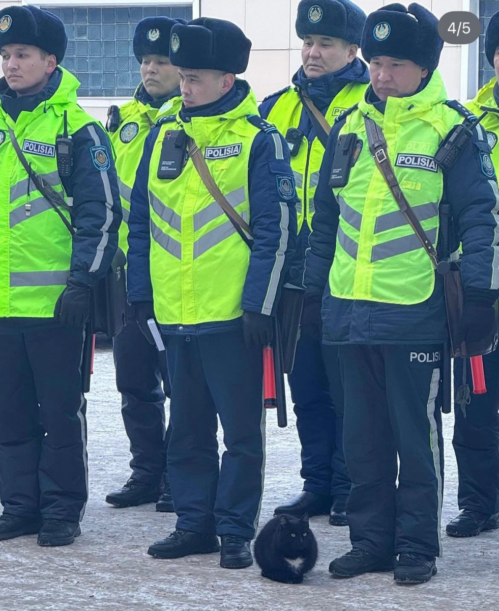 Полицейские коты из ВКО восхитили всю страну Полицейские коты из ВКО восхитили всю страну