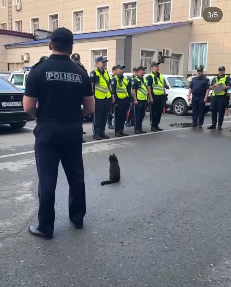 Полицейские коты из ВКО восхитили всю страну Полицейские коты из ВКО восхитили всю страну