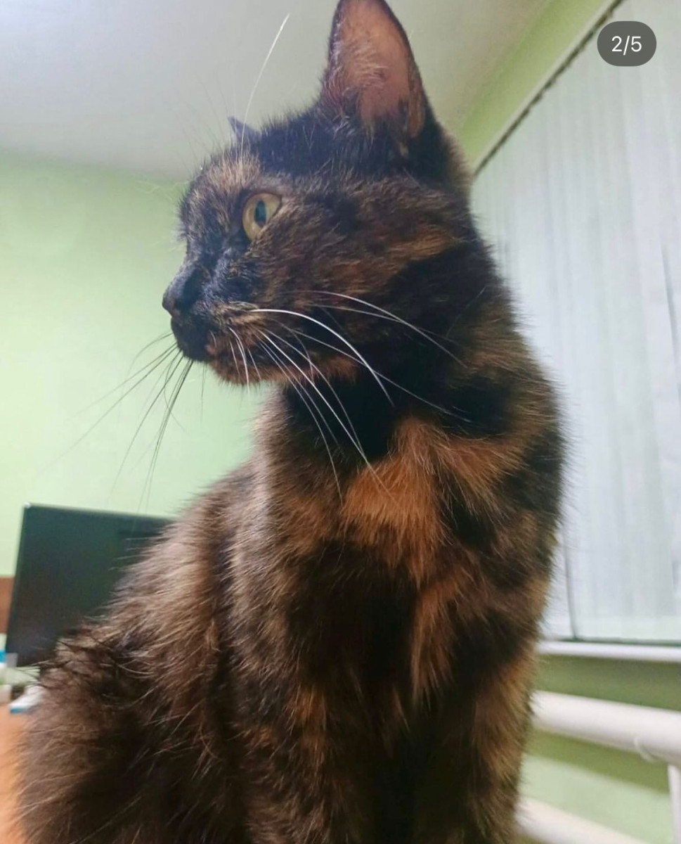 Полицейские коты из ВКО восхитили всю страну Полицейские коты из ВКО восхитили всю страну