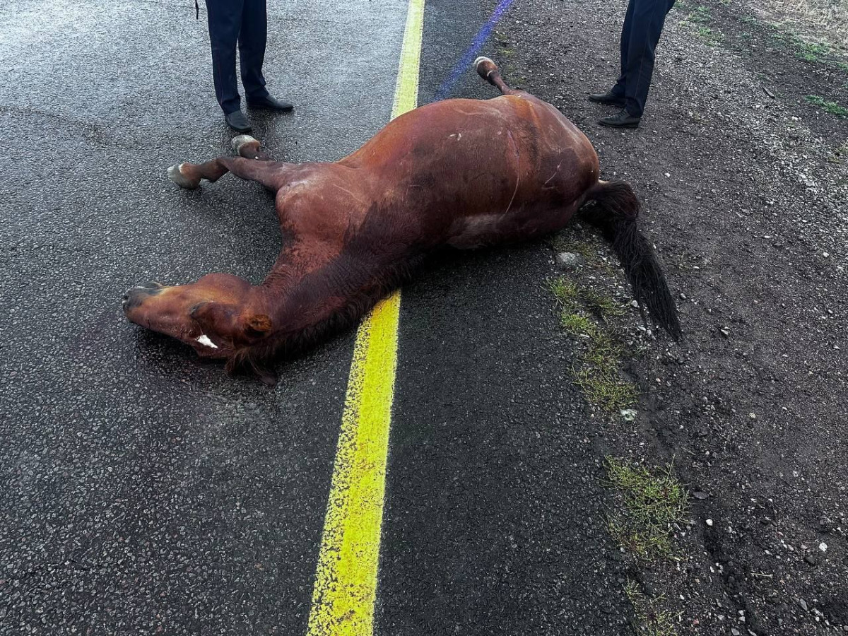 Лошадь выбежала на дорогу и спровоцировала смертельное ДТП в Жетісу