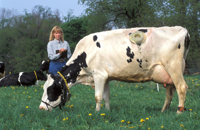 Зачем европейские фермеры делают коровам дырки в боках