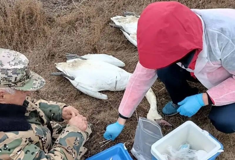 30 мёртвых лебедей обнаружили у берегов Караколя