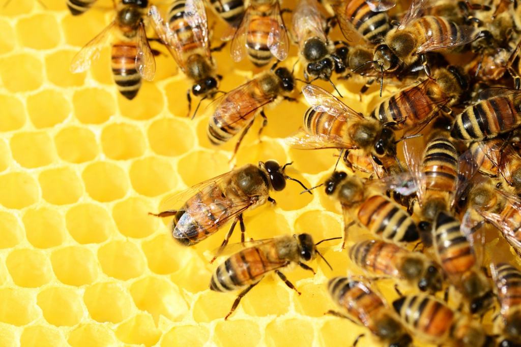 Общественная жизнь пчелы и человека оказалась похожа
