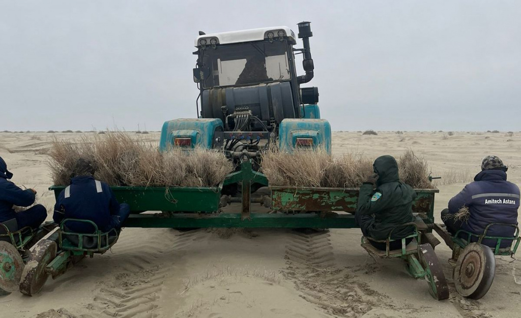Сотни миллионов саженцев саксаула и сосны высадят на юге  Казахстана