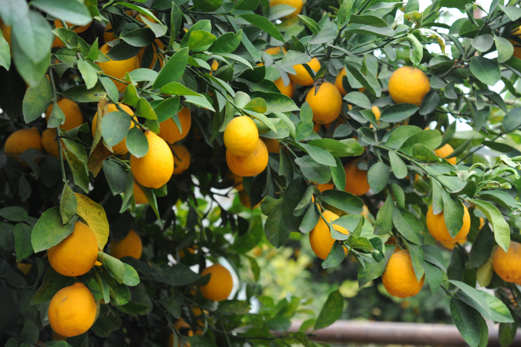 Жылына 50-60 тонна лимон өсіретін отбасы