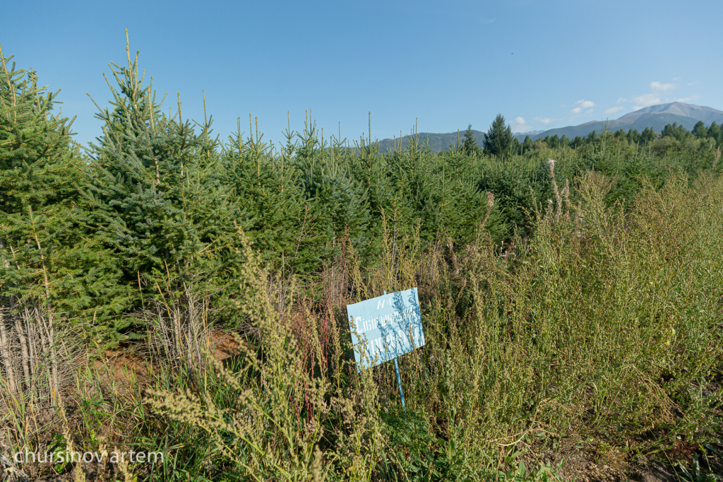 Как выращивают саженцы в питомнике Восточно-Казахстанской области