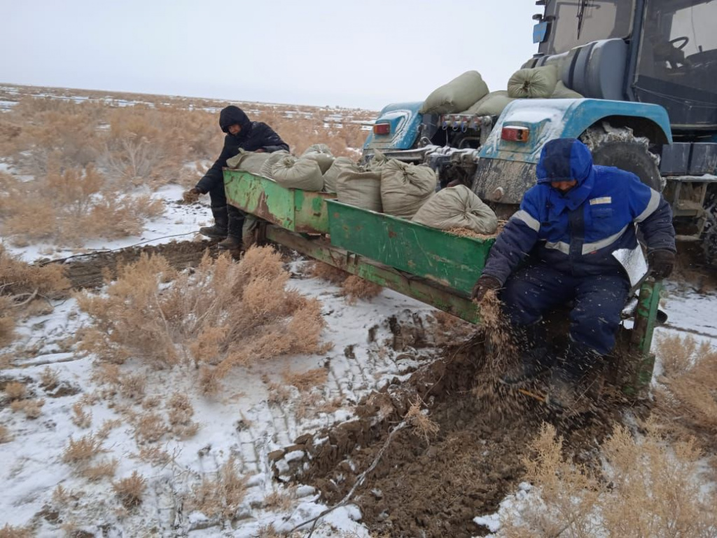 Сотни миллионов саженцев саксаула и сосны высадят на юге  Казахстана