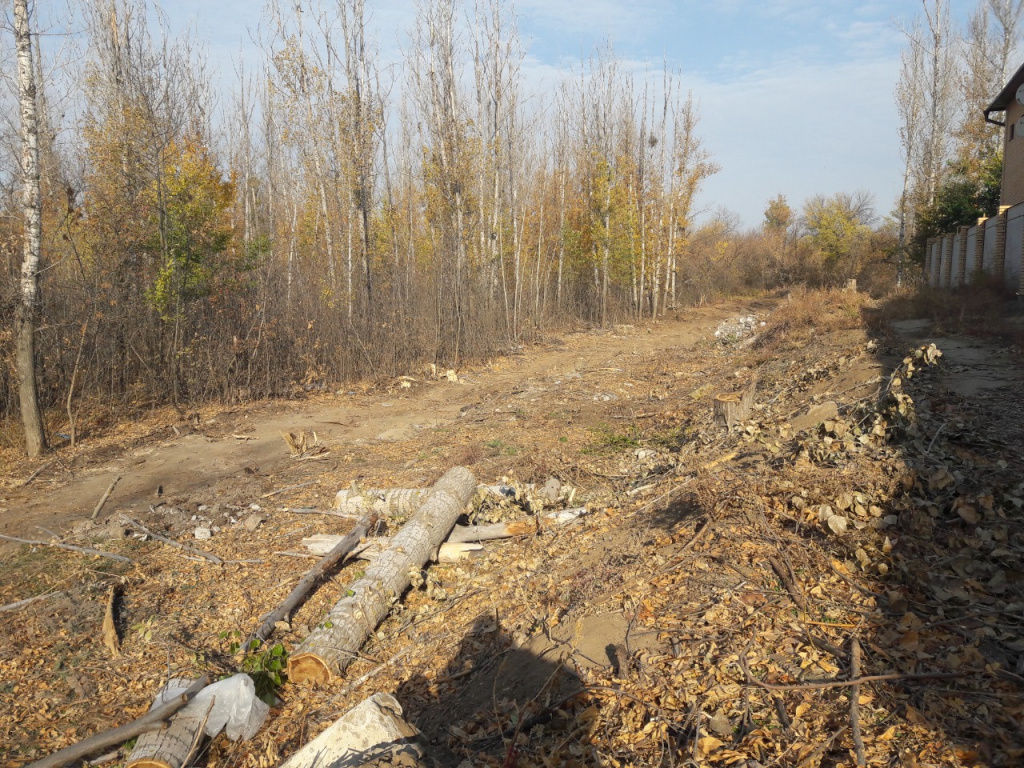 Спасти лес и молодые саженцы просят казахстанцы