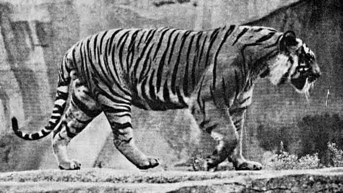 Балхаш – природный феномен Казахстана и родина туранского тигра