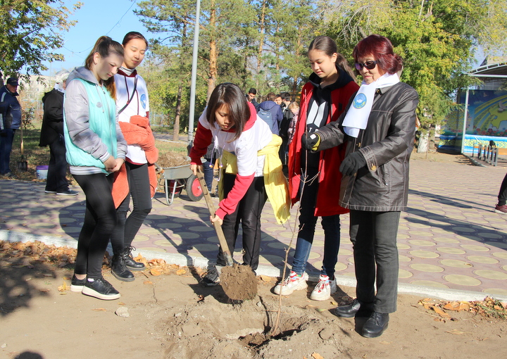 Tatar Maples Planted in APK of Pavlodar Region