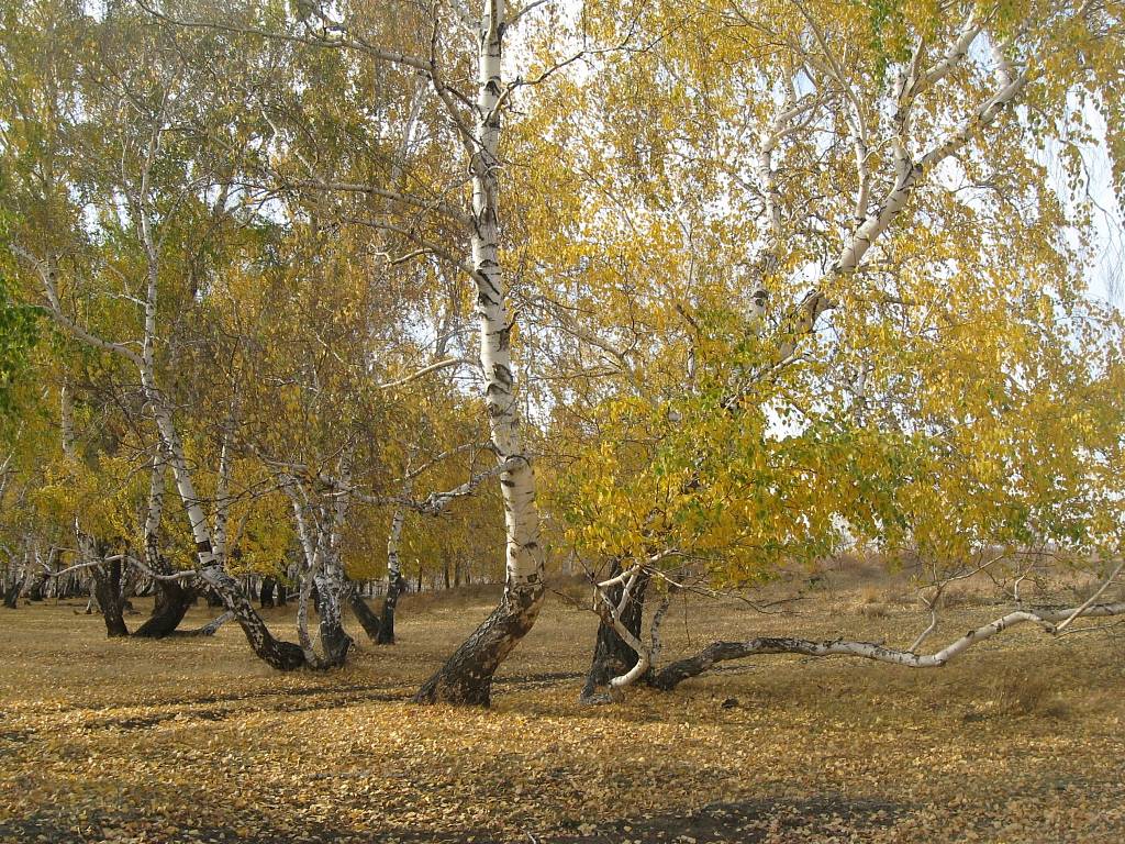 The grove of the dancing birches. Конец мая в Казахстане природа. The Grove of the Dancing Birches 6 Grade.