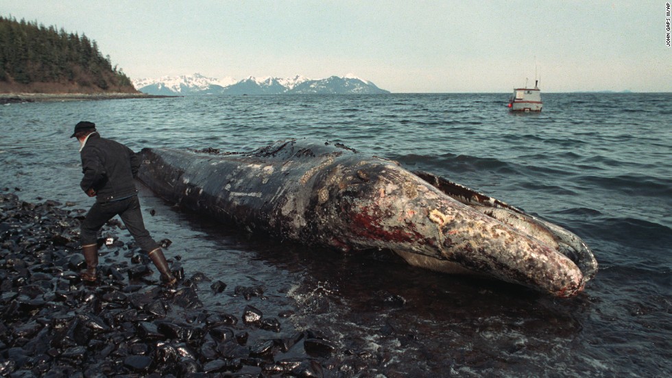 Судың ластануынан тұншығып өлген кит