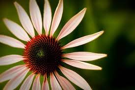 Эхинацея өсімдігінің пайдасы!